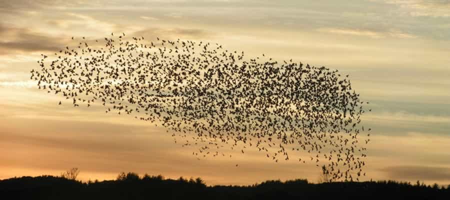 birds flocking