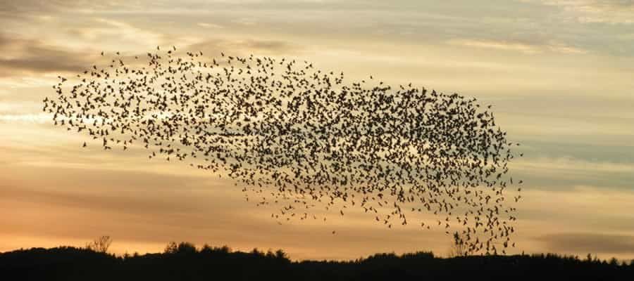 birds flocking