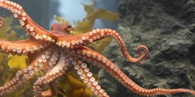octopus